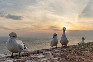 Sunset over the rocky coastline of Isla Isabel with seabirds flying overhead.
