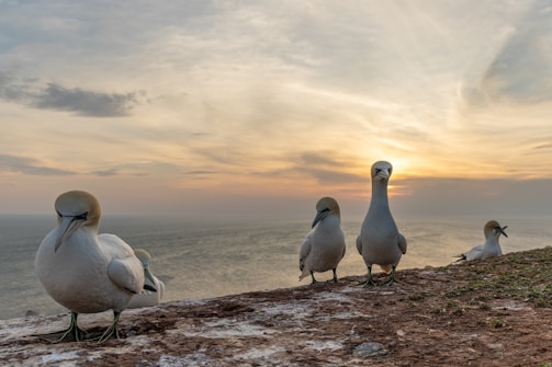 Sunset over the rocky coastline of Isla Isabel with seabirds flying overhead.