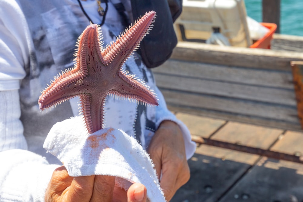 person holding brown and white starfish