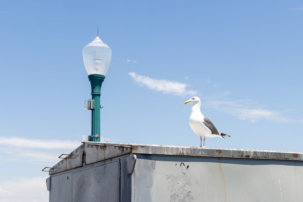 white and gray bird on gray concrete wall during daytime