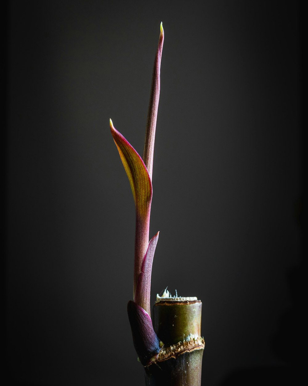 yellow and purple flower in green pot