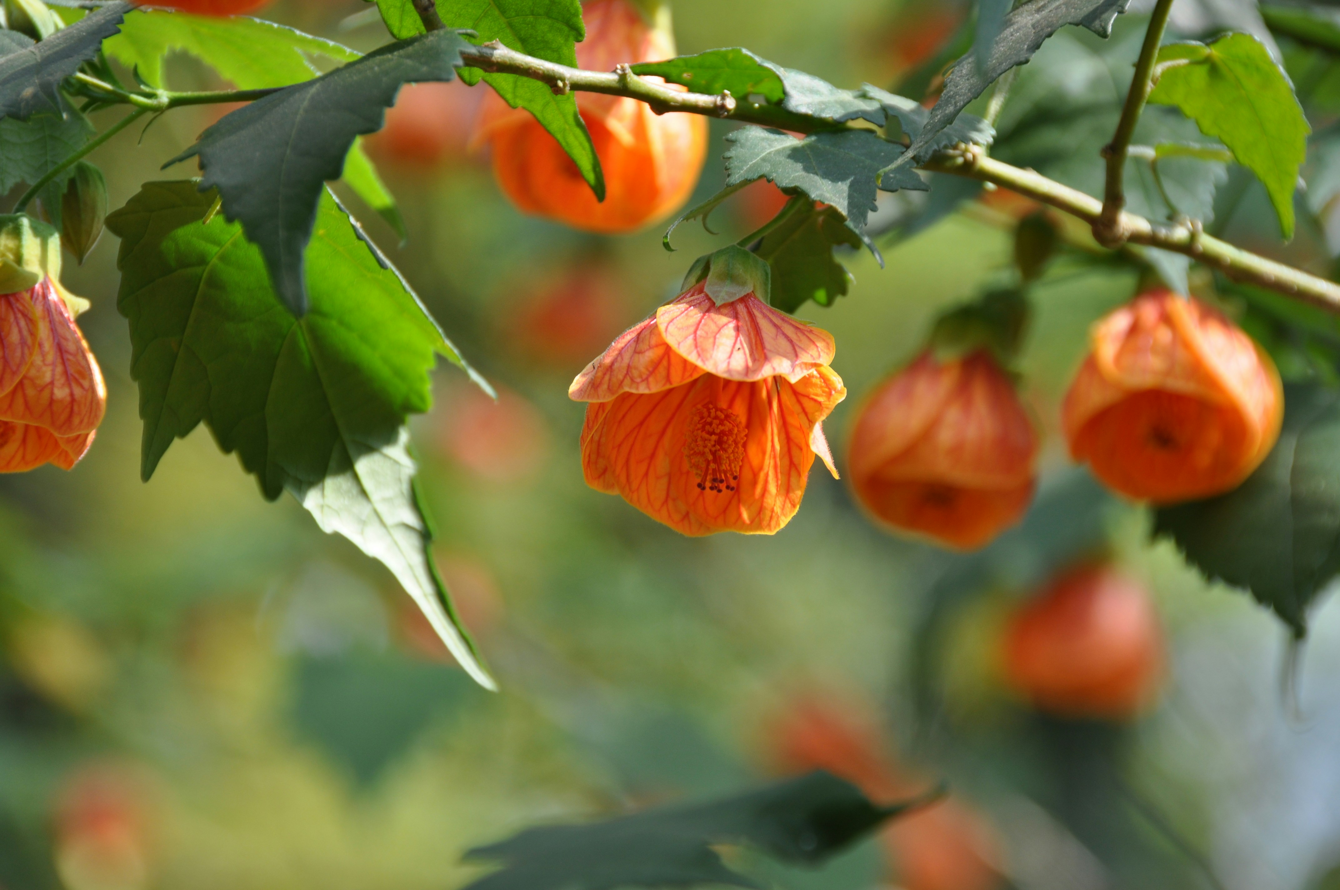 Photo by santanu misra