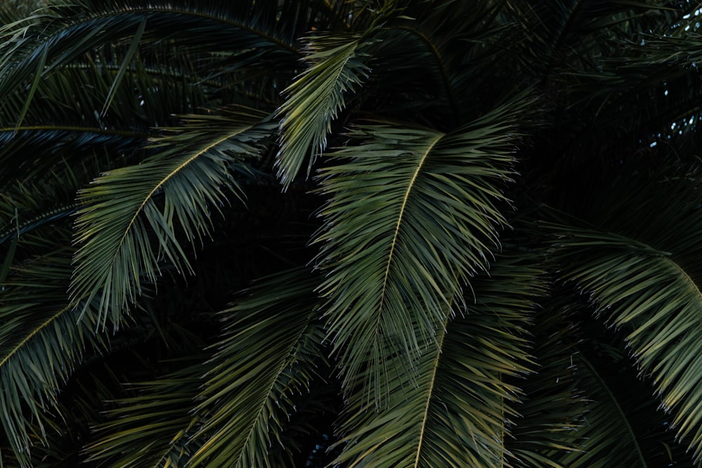 green palm tree during daytime