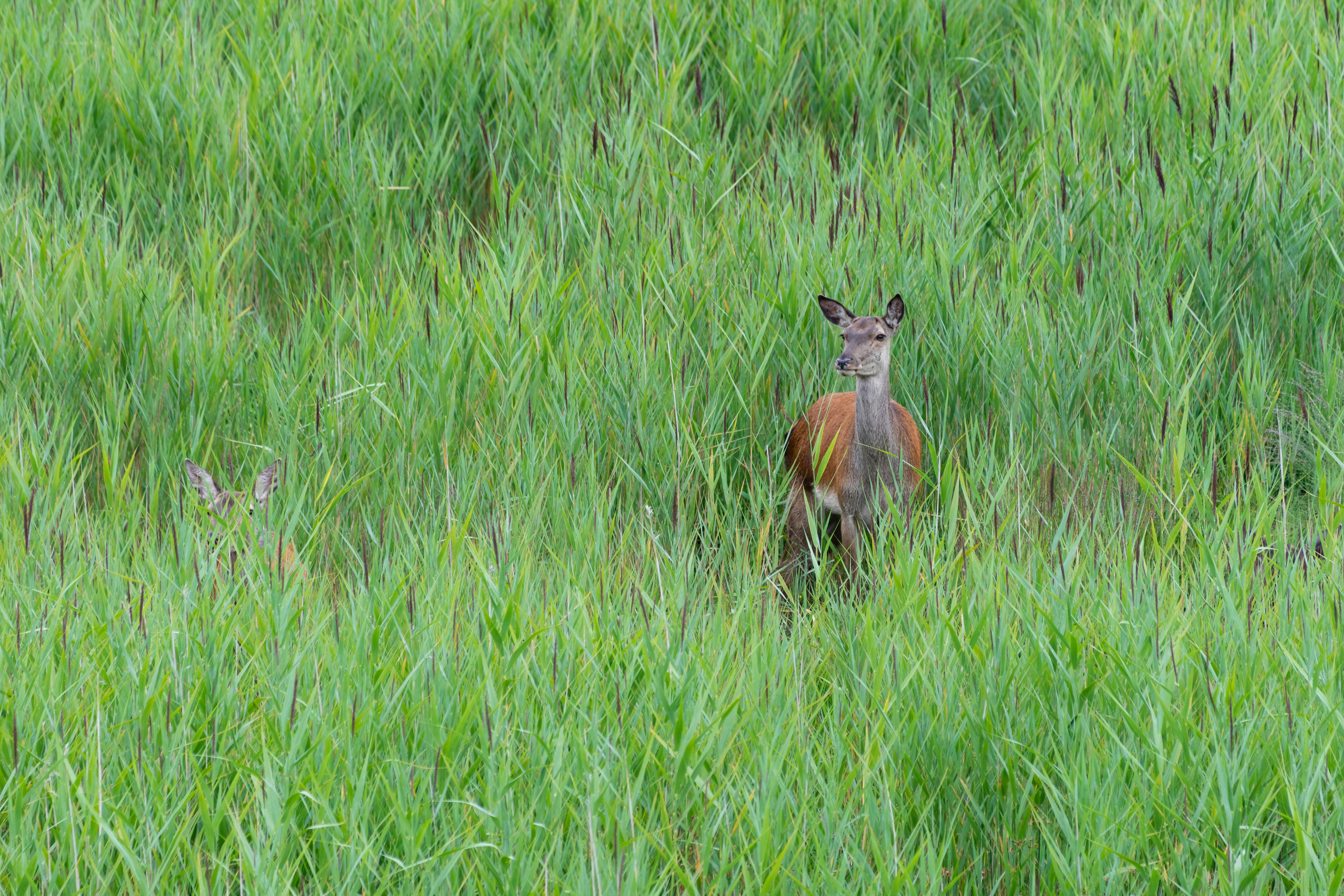 brown and black small bird on green grass field during daytime