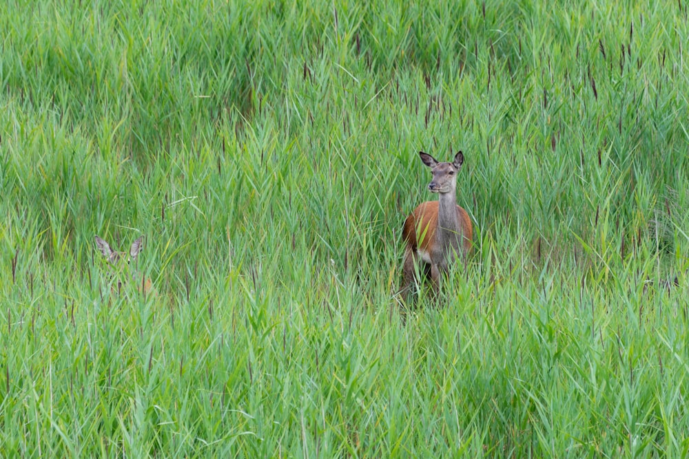 brown and black small bird on green grass field during daytime