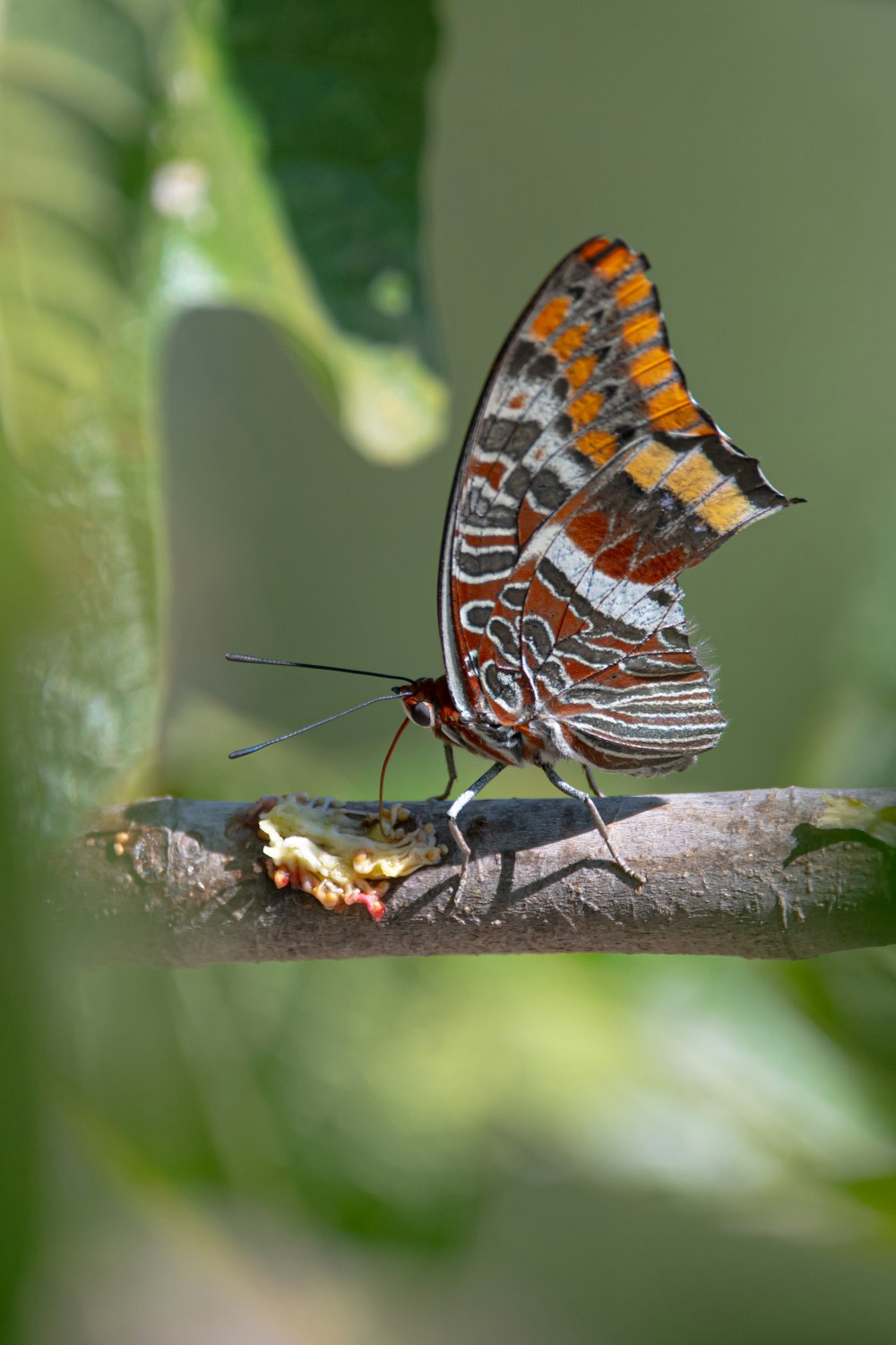 brown white and black butterfly perched on green leaf in close up photography during daytime