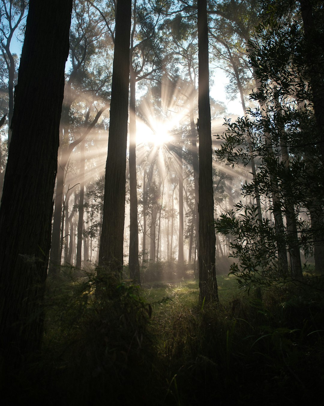 Forest photo spot Silvan VIC Kallista