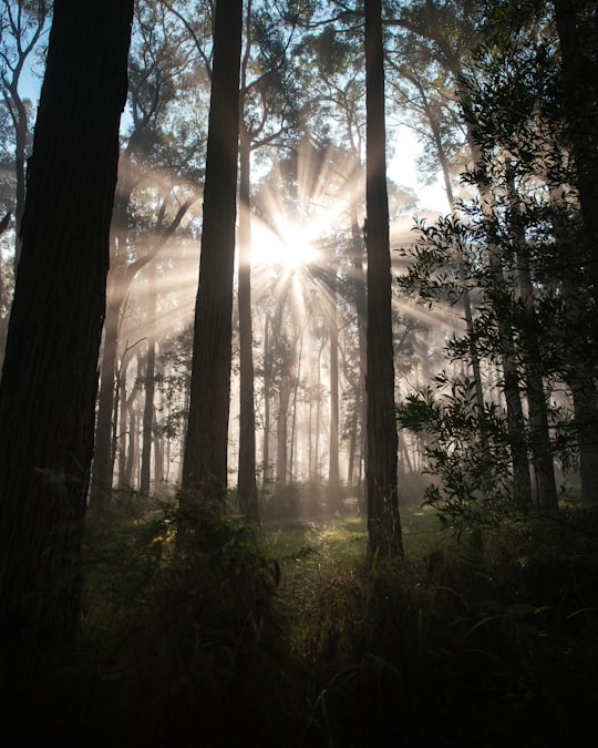 sun rays coming through trees in Silvan VIC Australia