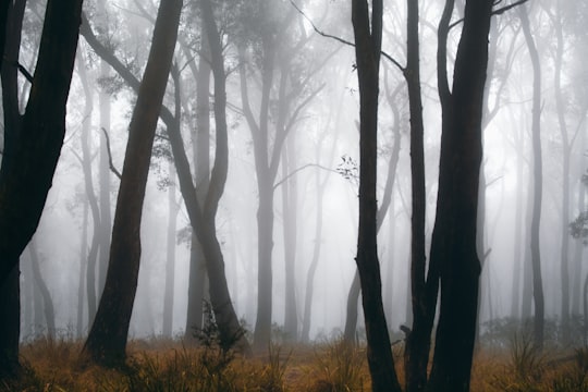photo of Ferny Creek VIC Forest near Healesville Sanctuary