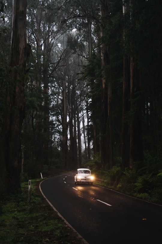 white car on road in between trees during daytime in Sherbrooke VIC Australia