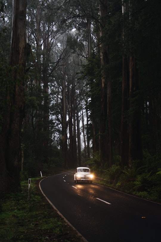 photo of Sherbrooke VIC Forest near Healesville Sanctuary