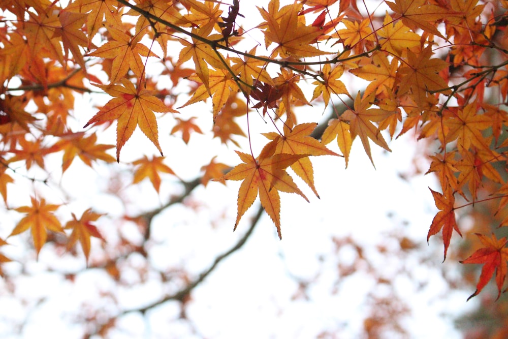 yellow leaves in tilt shift lens