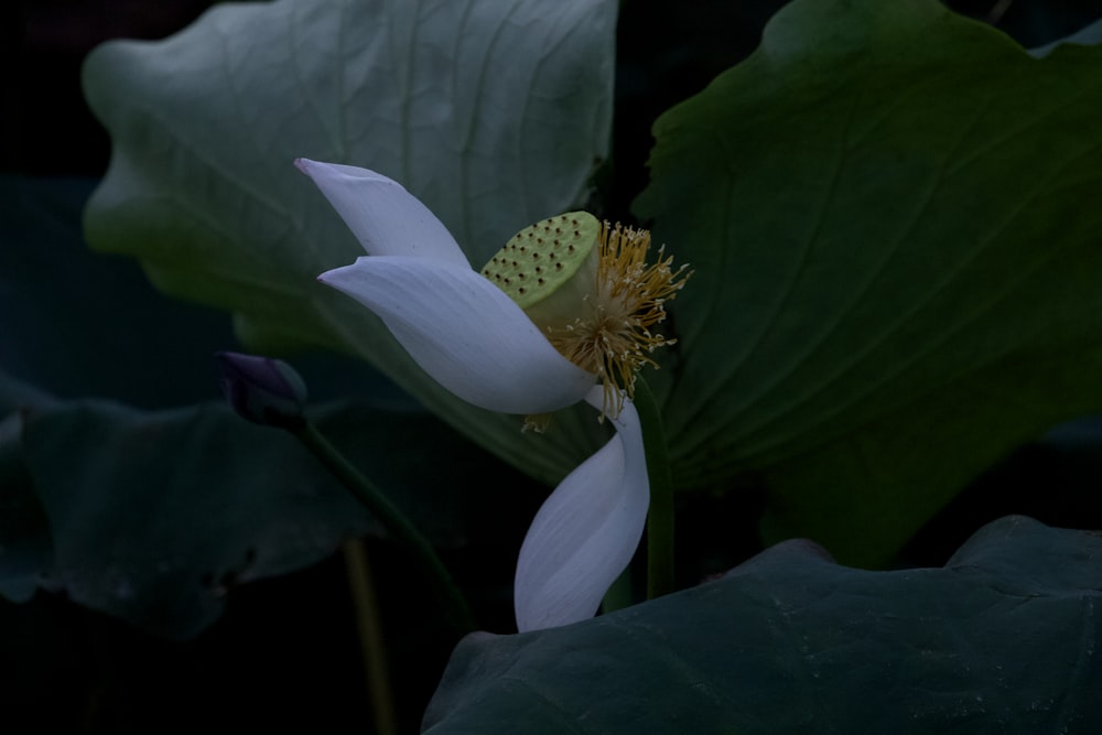 white flower with green leaves