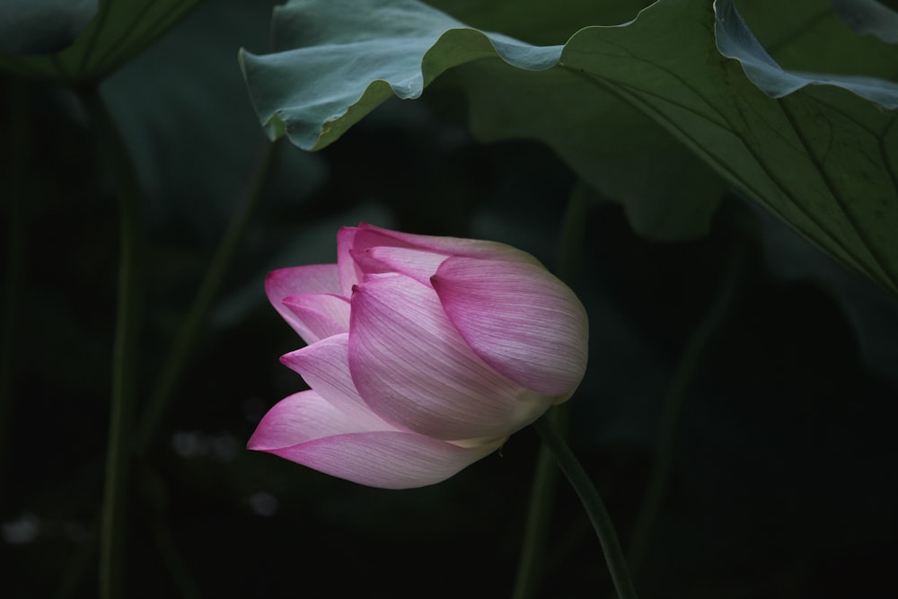 pink flower in tilt shift lens