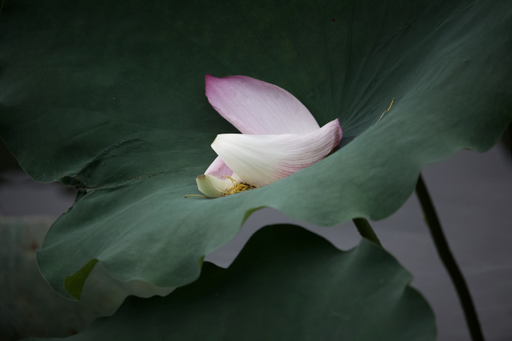 white and purple flower on green leaf