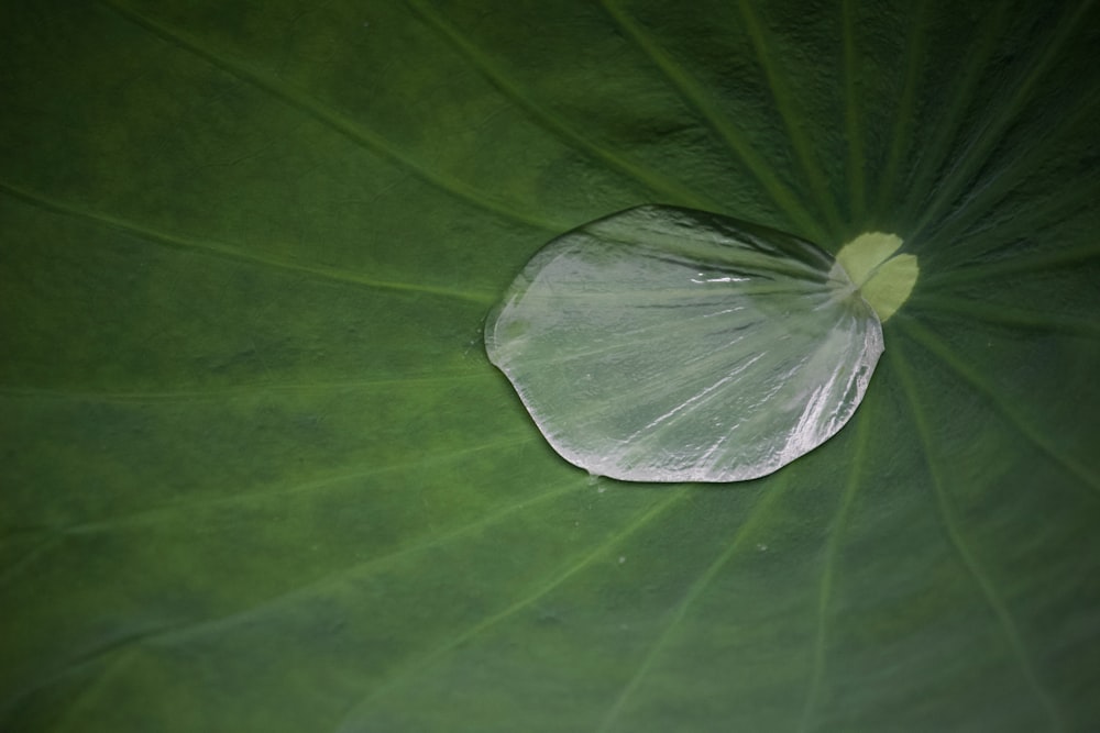 green leaf with water droplets