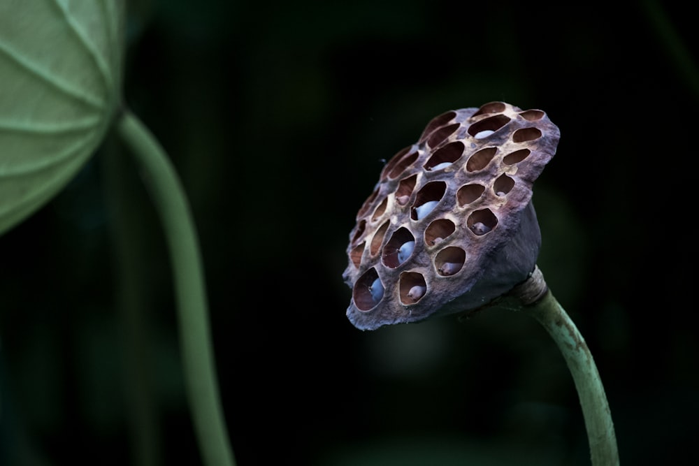 brown and white flower in tilt shift lens