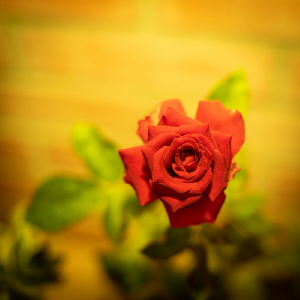 pink rose in bloom close up photo