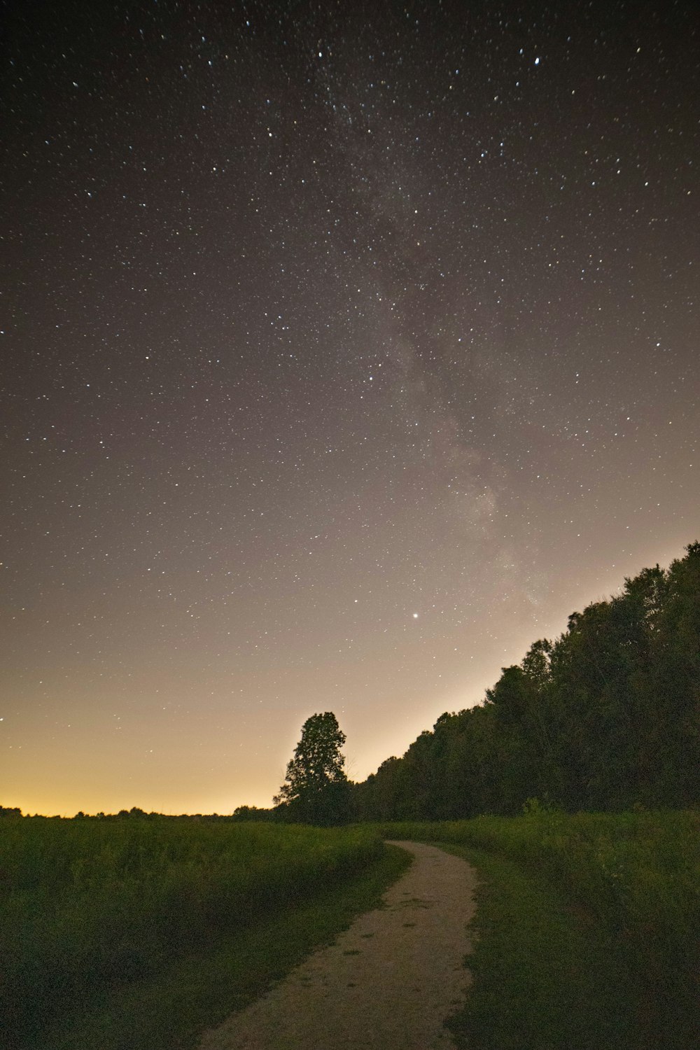 green trees under starry night