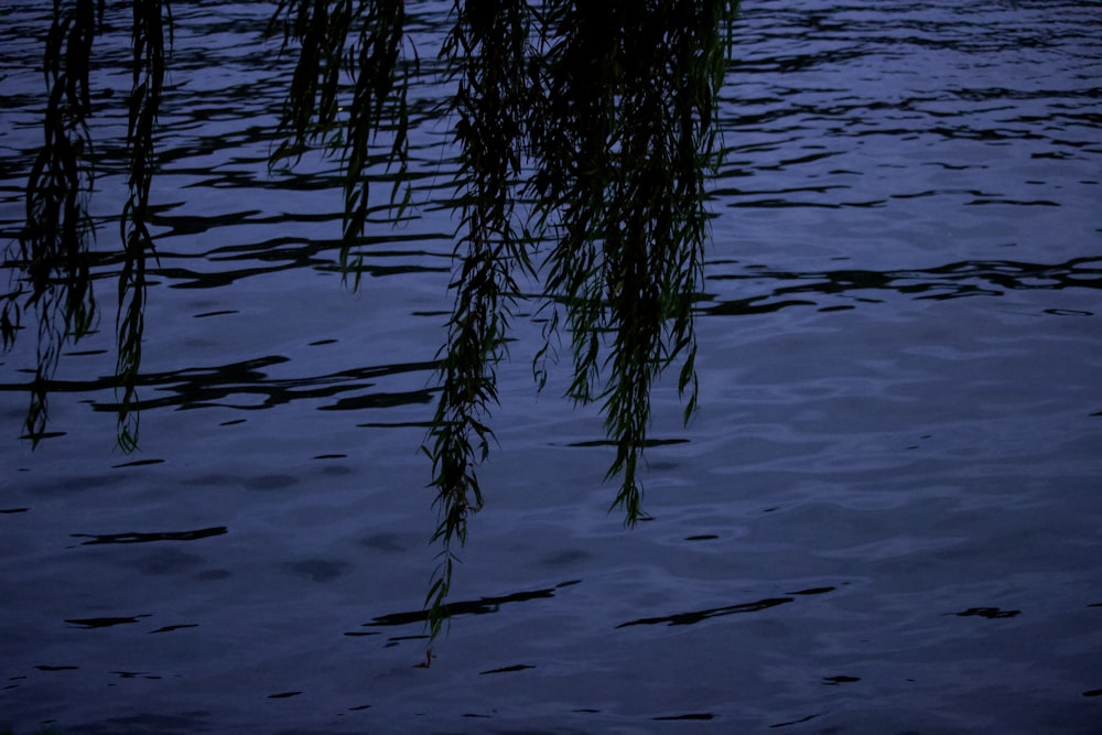 green tree on water during daytime