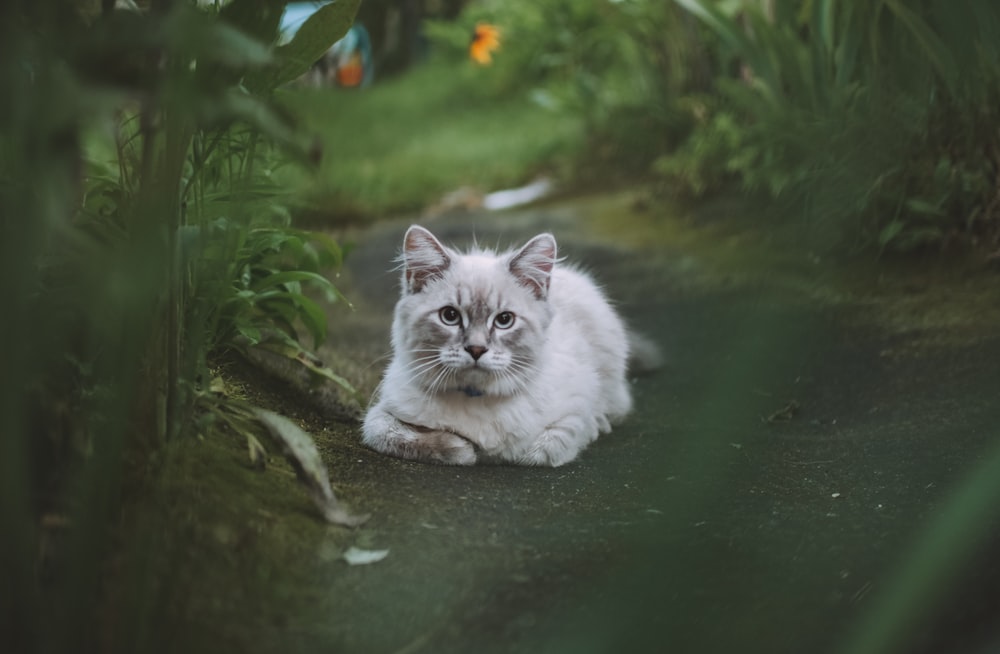 white cat on water near green plants