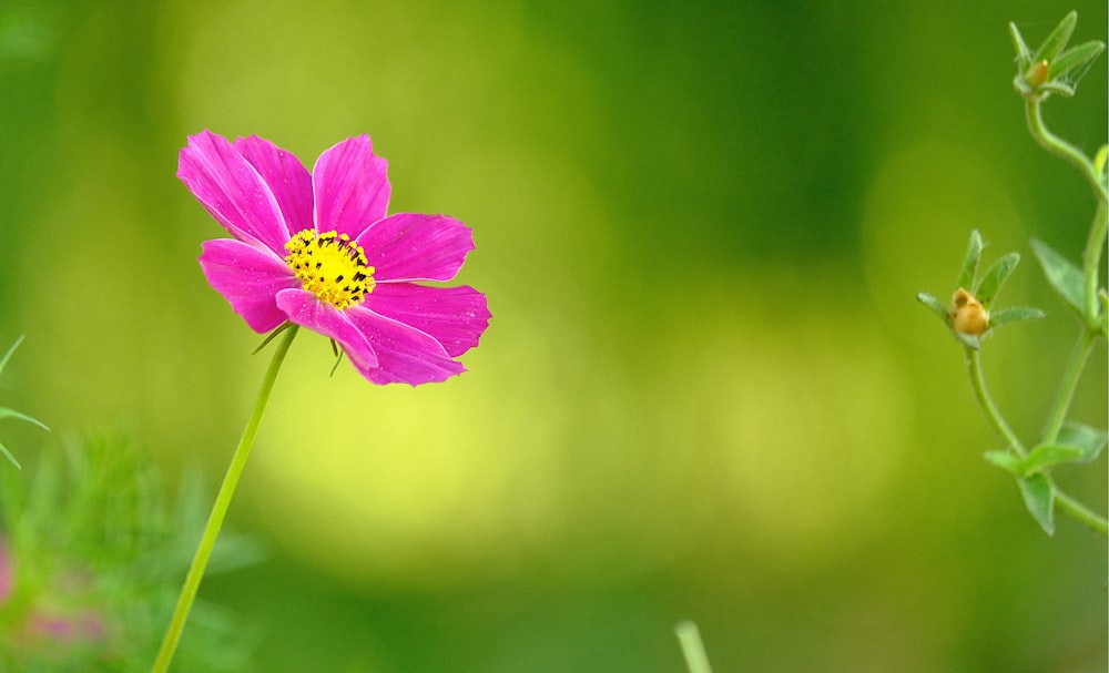 pink flower in tilt shift lens