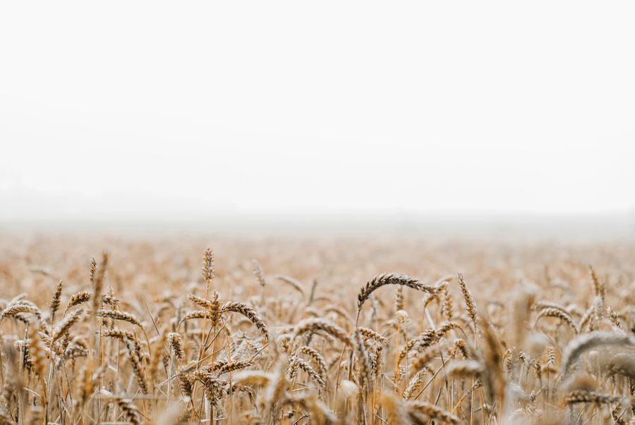 Golden wheat field ready for harvest