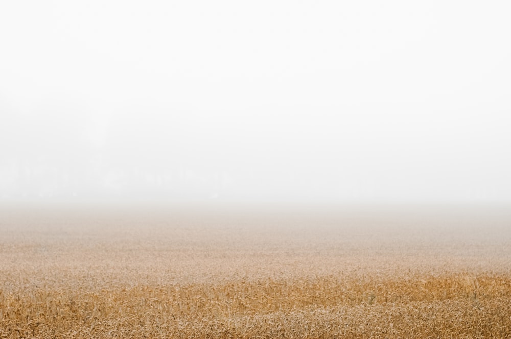 brown field under white sky during daytime