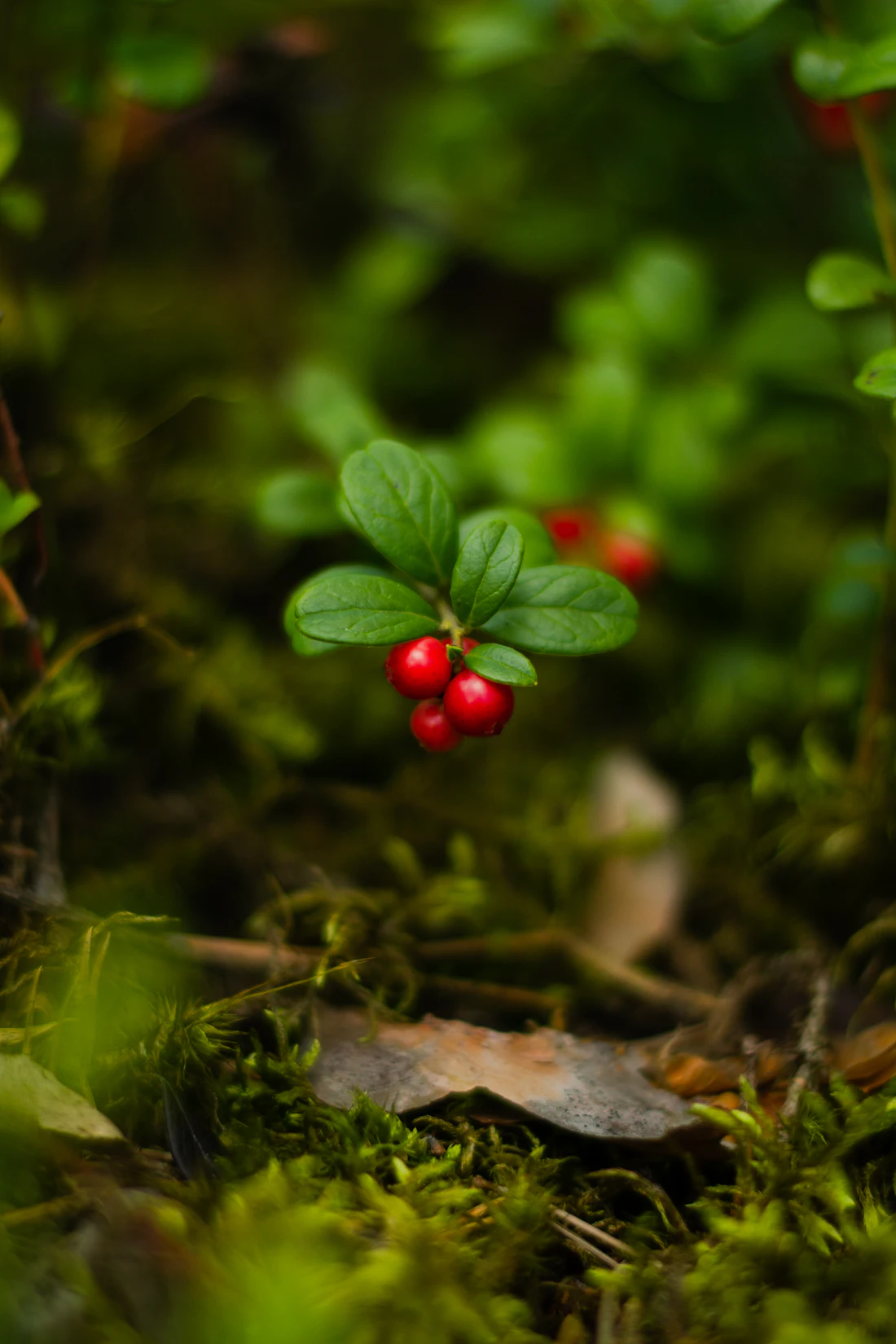 Small red berries growing close to the ground