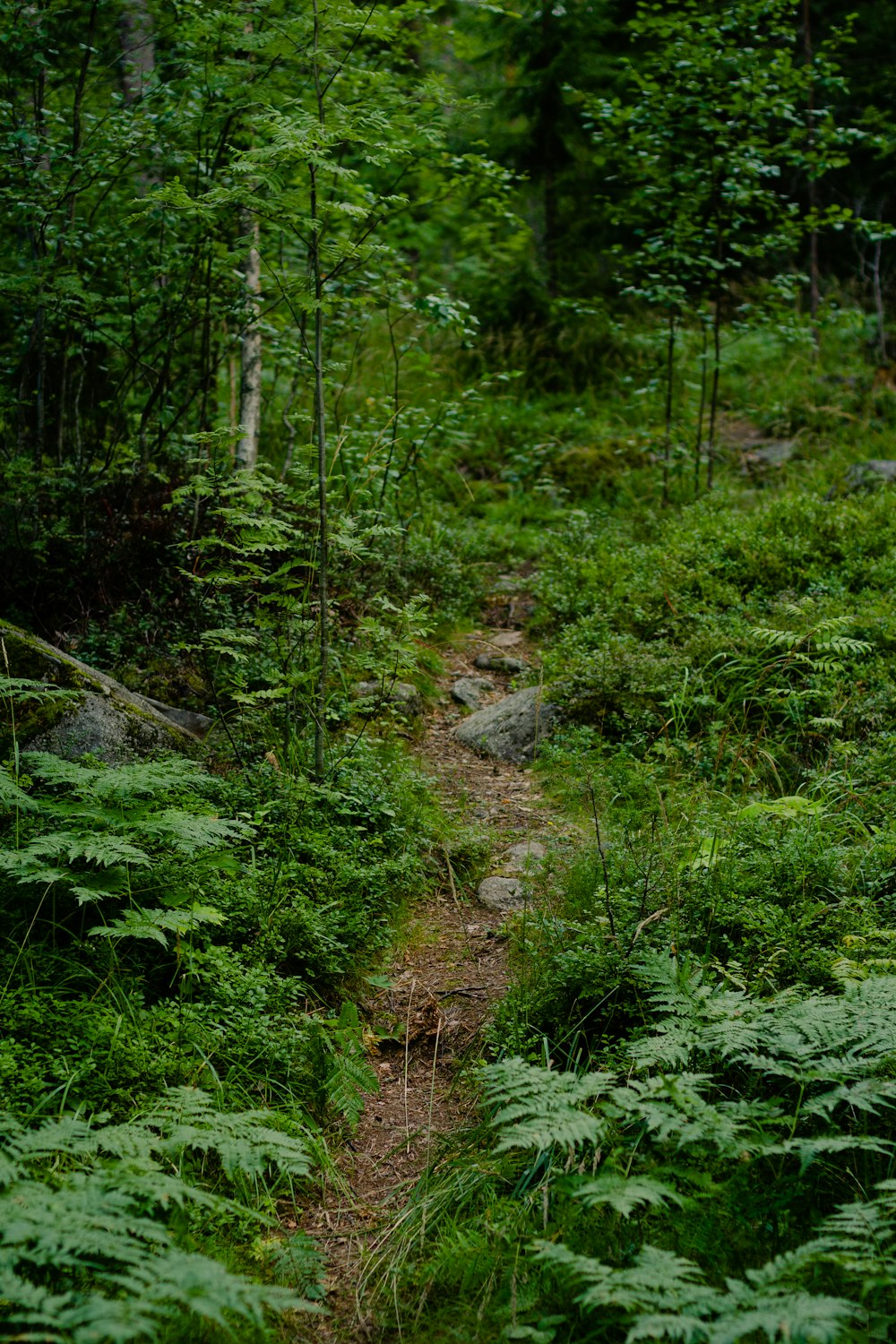 hierba verde y plantas verdes