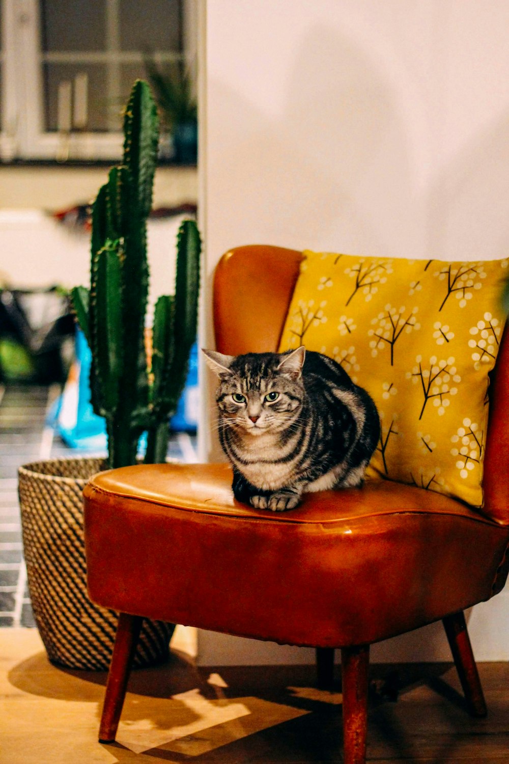 brown tabby cat on brown wooden chair