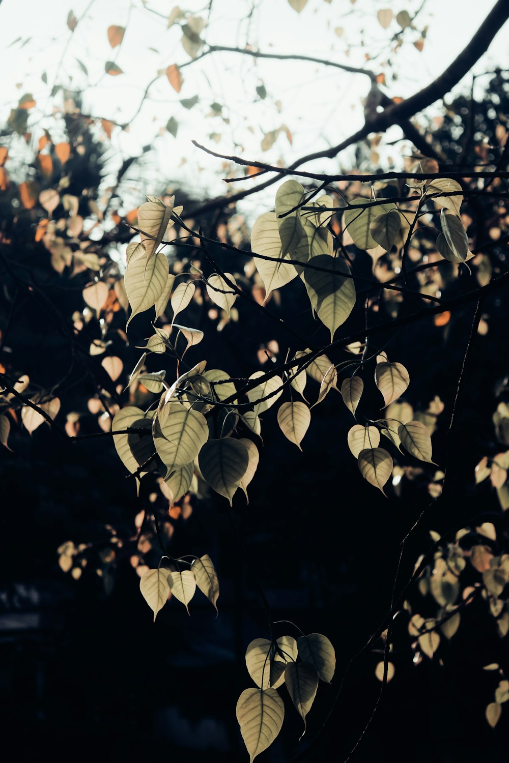 brown leaves on tree branch during daytime