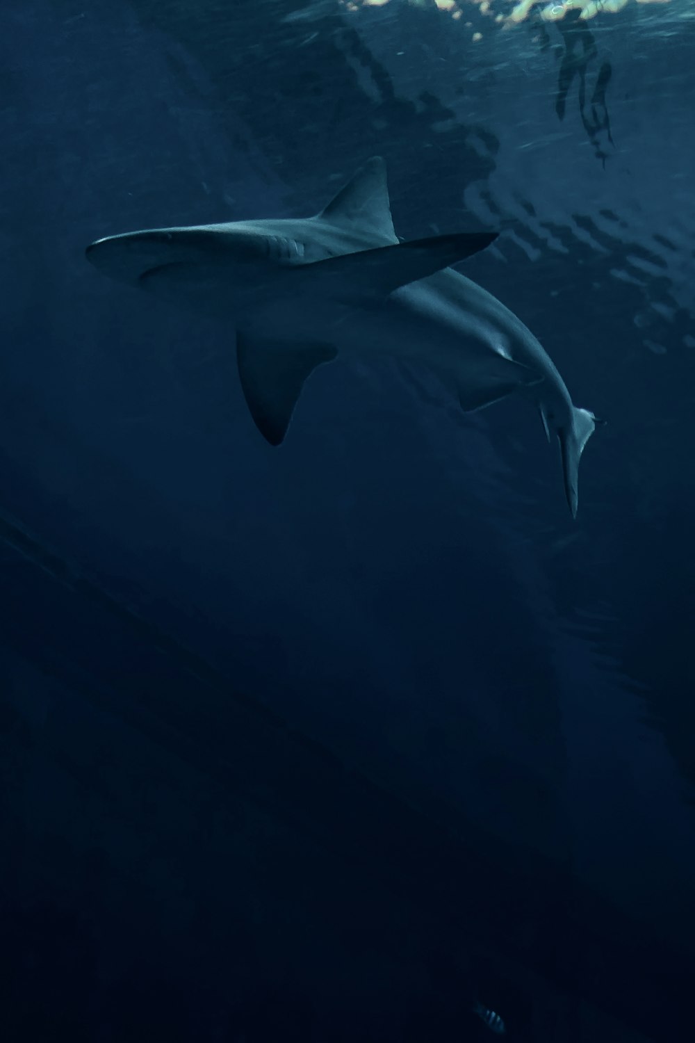 squalo bianco sotto il mare