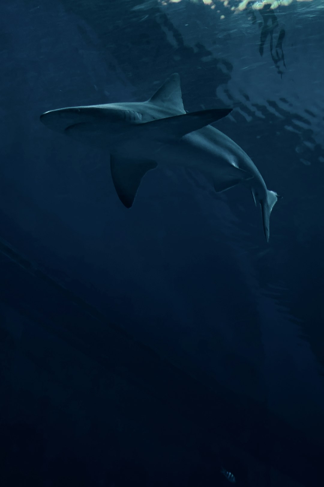  white shark under the sea shark