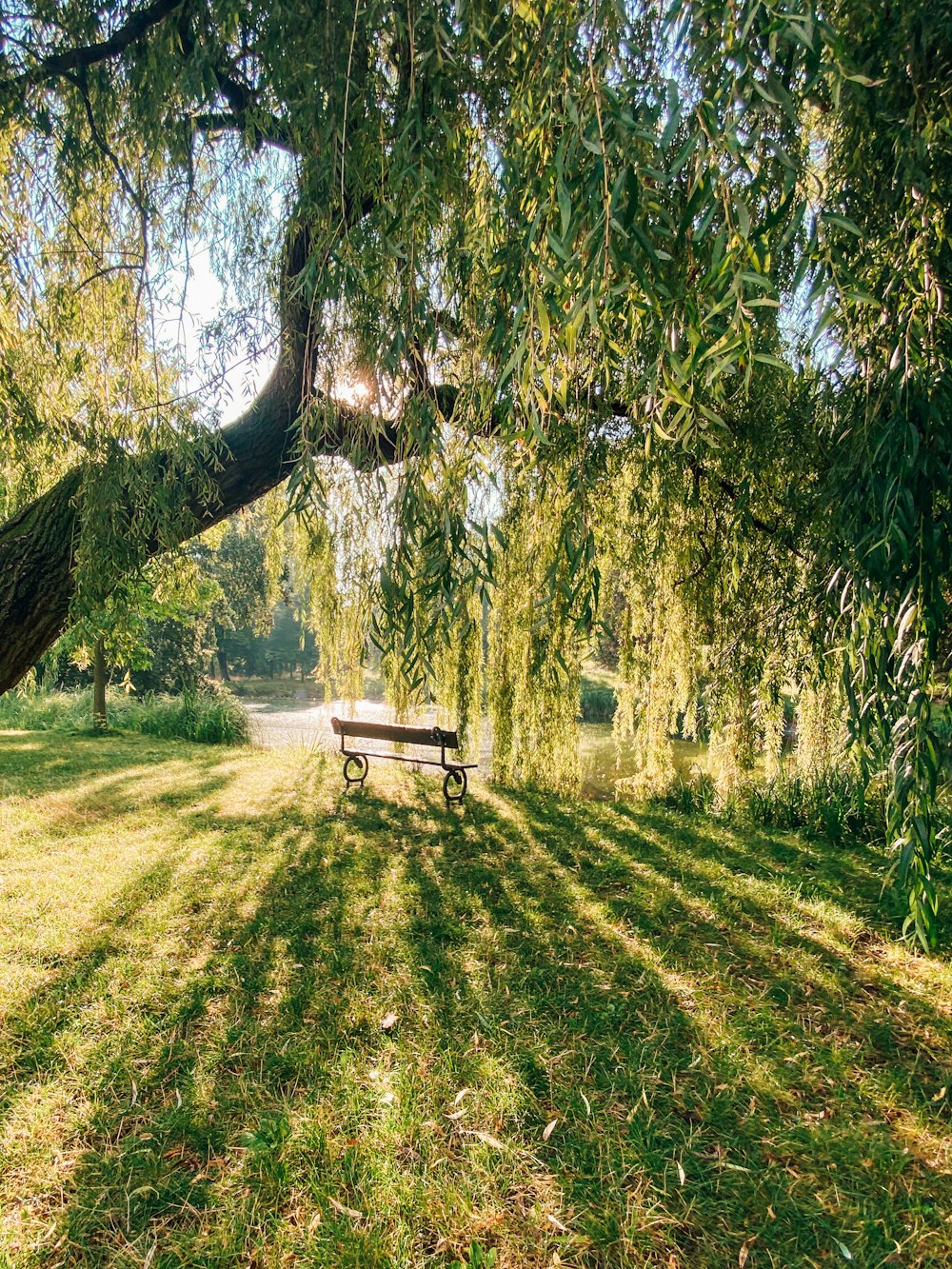 昼間は緑の木々の下の茶色い木のベンチ