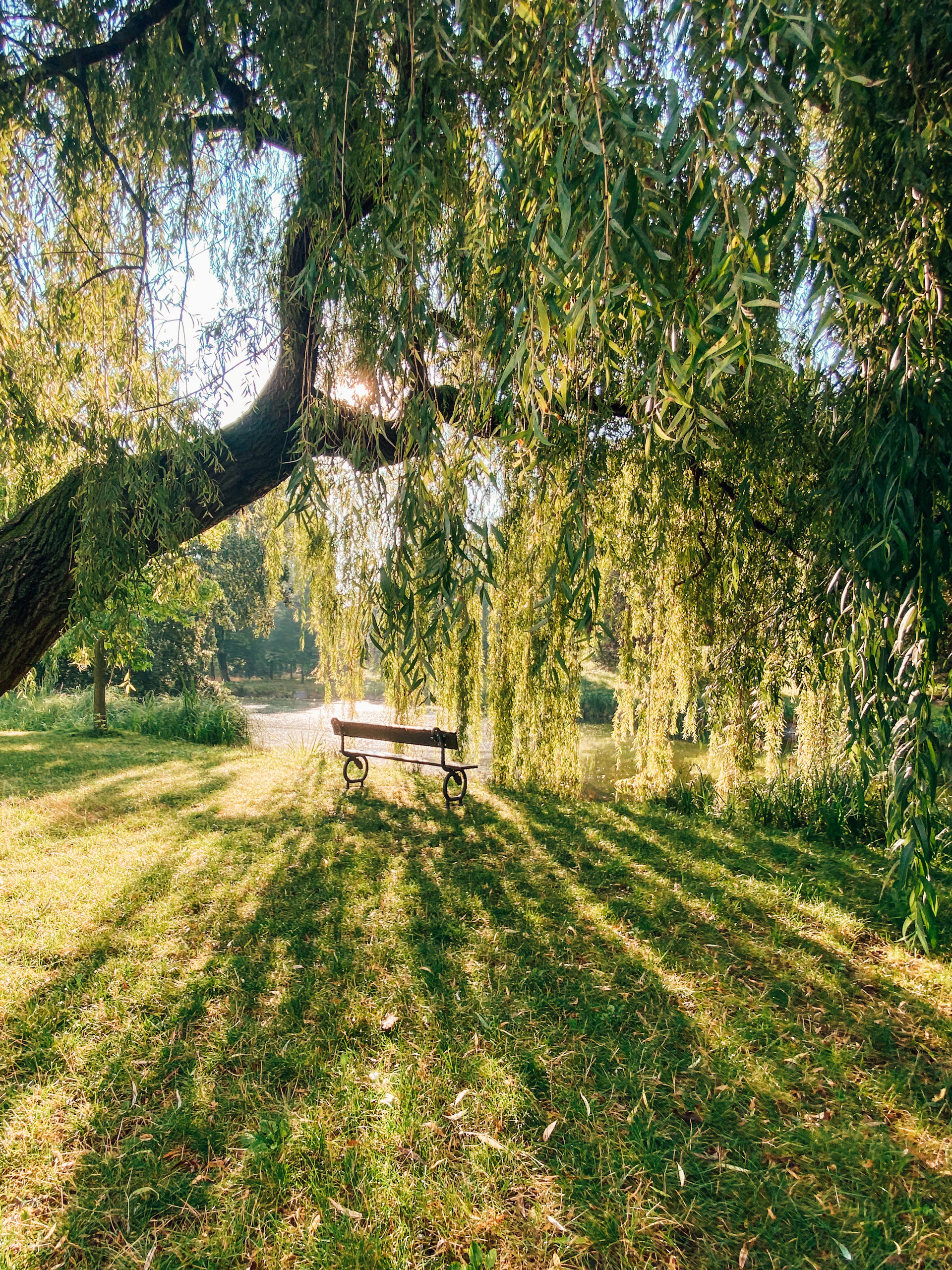 brown wooden bench under green trees during daytime