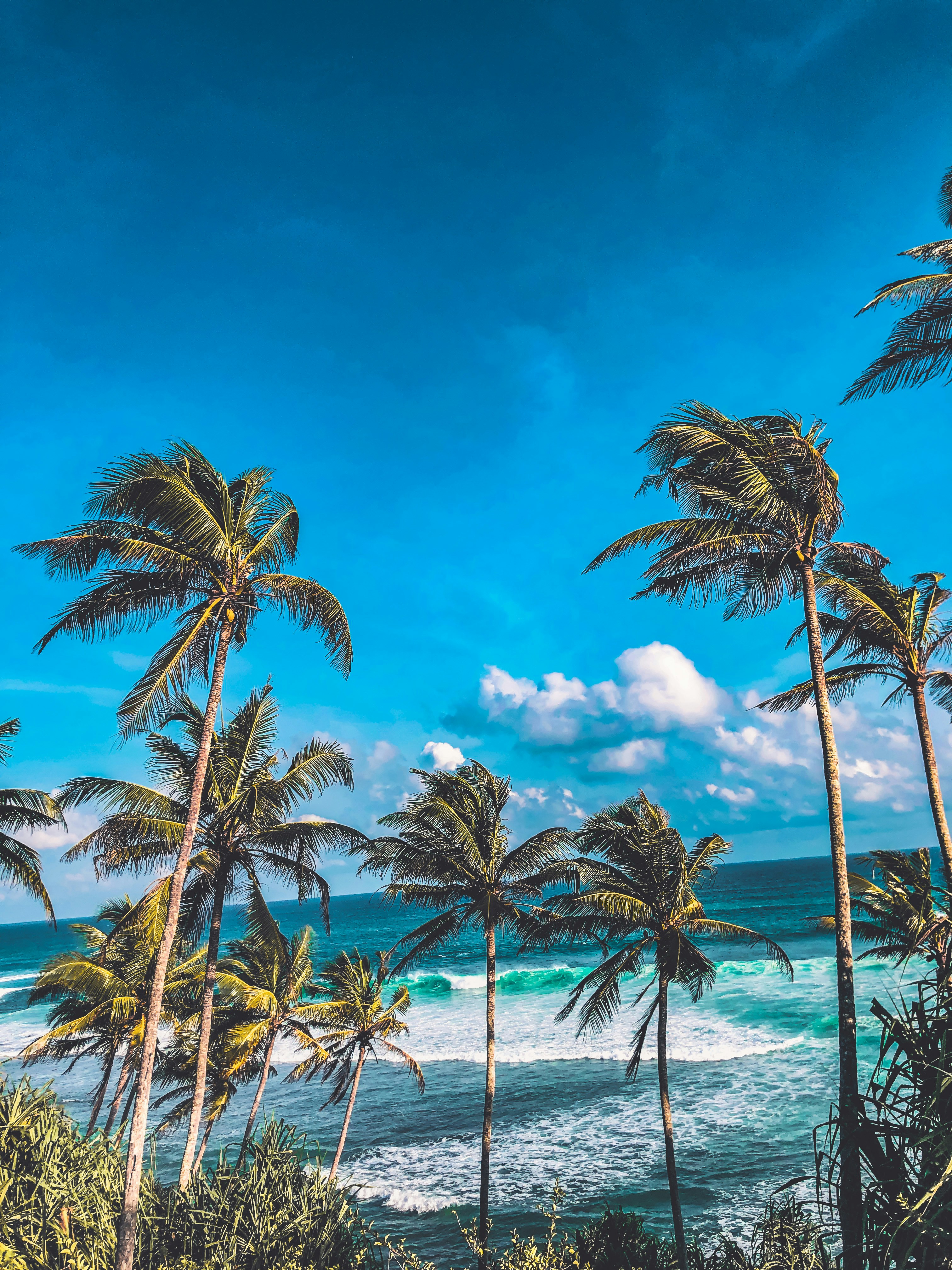 Caribbean Breeze Print