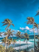 A peaceful beach scene with palm trees swaying gently in the breeze on a sunny day.