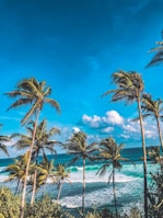 A serene beach scene with tall palm trees swaying gently in the breeze under a bright blue sky. The ocean waves crash onto the shore, creating a picturesque tropical paradise.