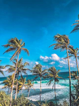 A serene beach scene with turquoise waters and palm trees swaying in the breeze.