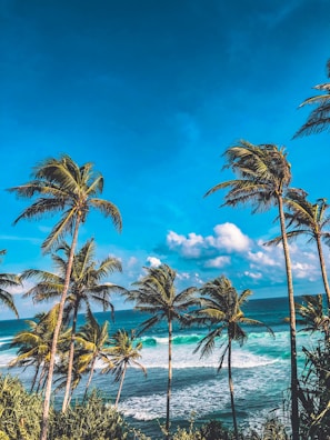A serene beach scene with tall palm trees swaying gently in the breeze under a bright blue sky. The ocean waves crash onto the shore, creating a picturesque tropical paradise.