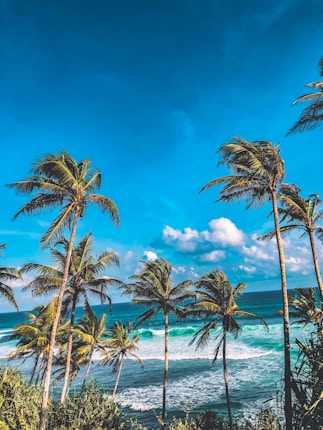 A serene beach scene with tall palm trees swaying gently in the breeze under a bright blue sky. The ocean waves crash onto the shore, creating a picturesque tropical paradise.