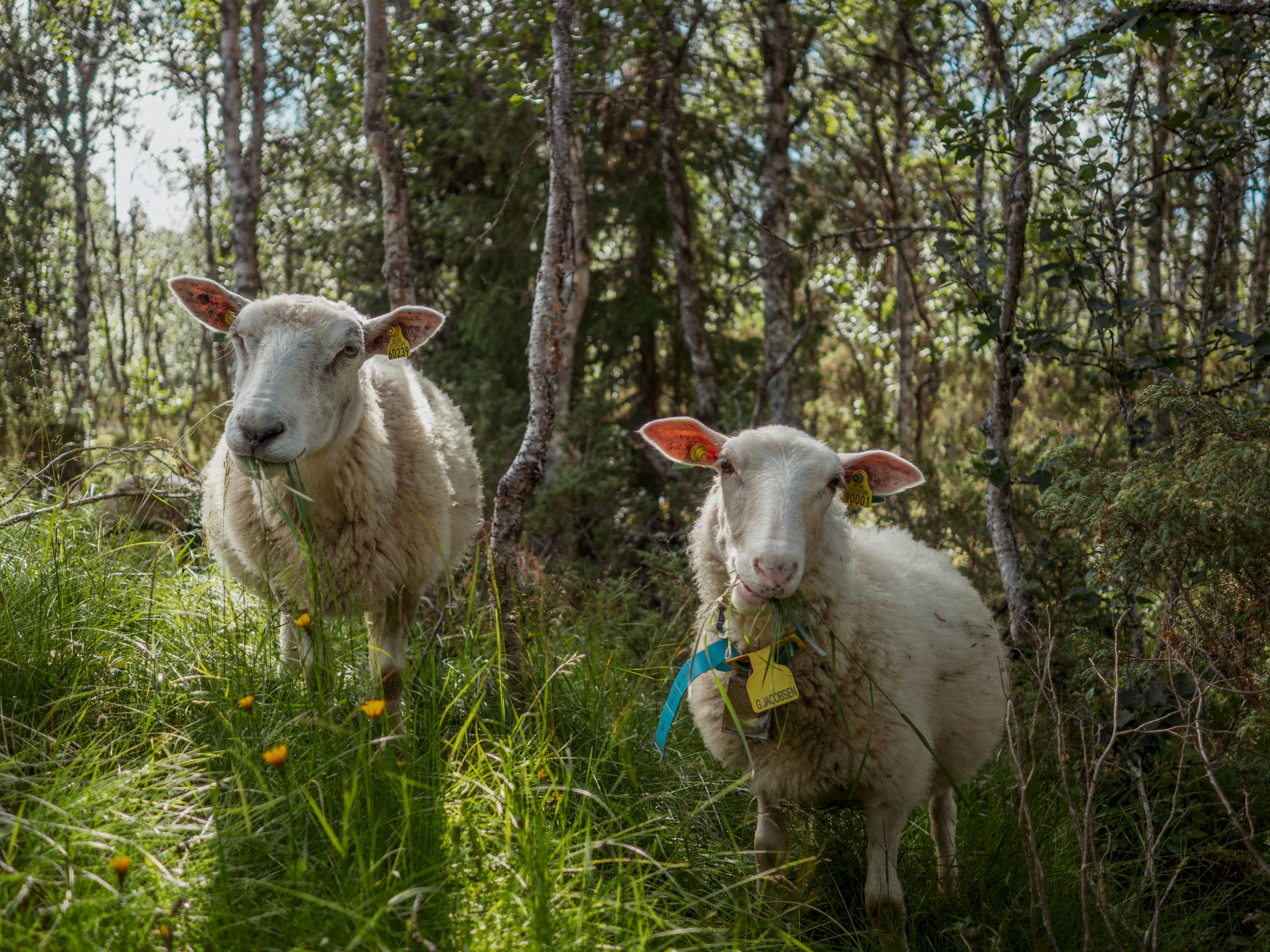 white sheep on green grass field during daytime