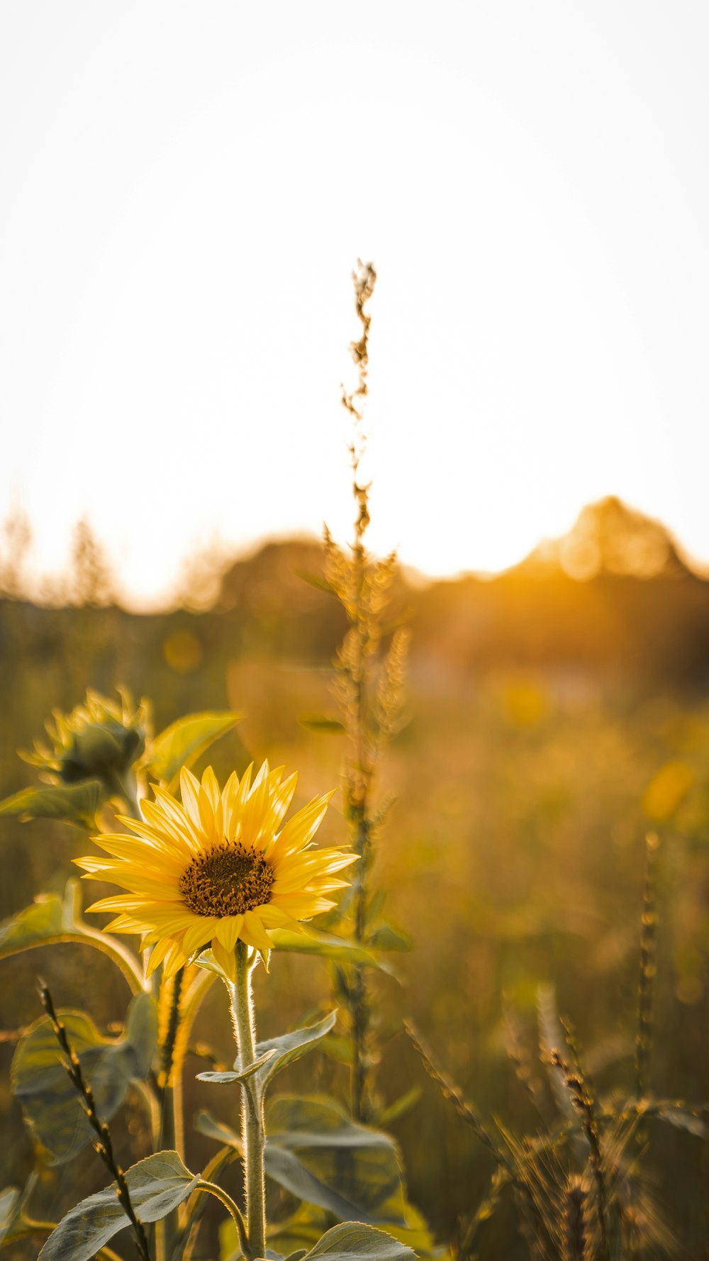 yellow sunflower in tilt shift lens