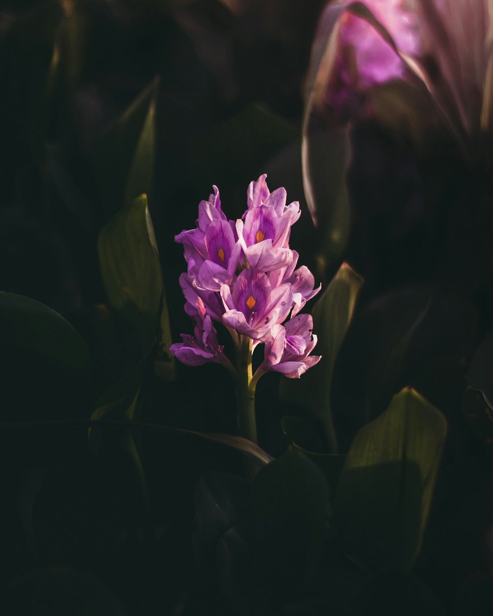 purple flower in close up photography