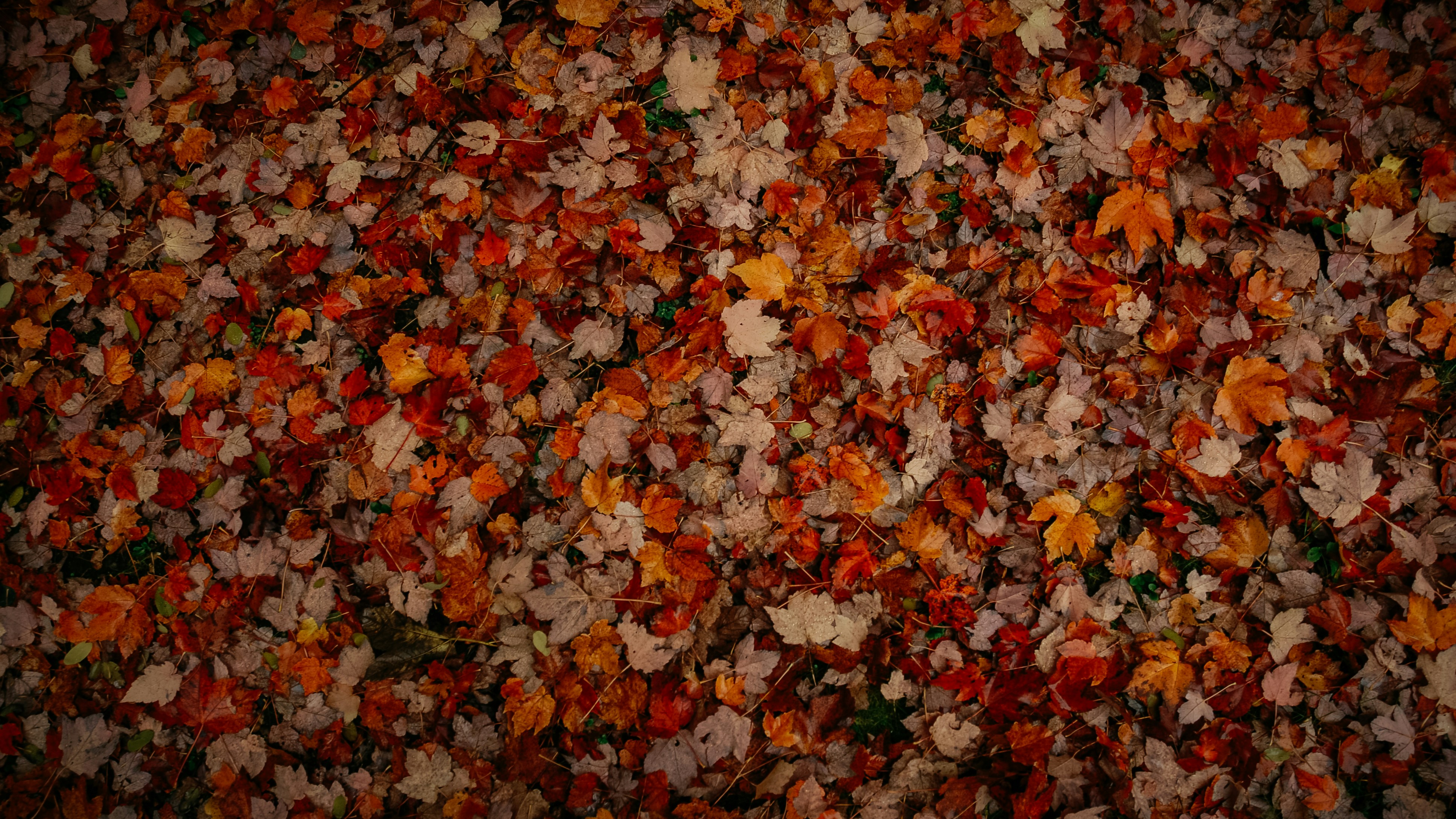red yellow and brown leaves