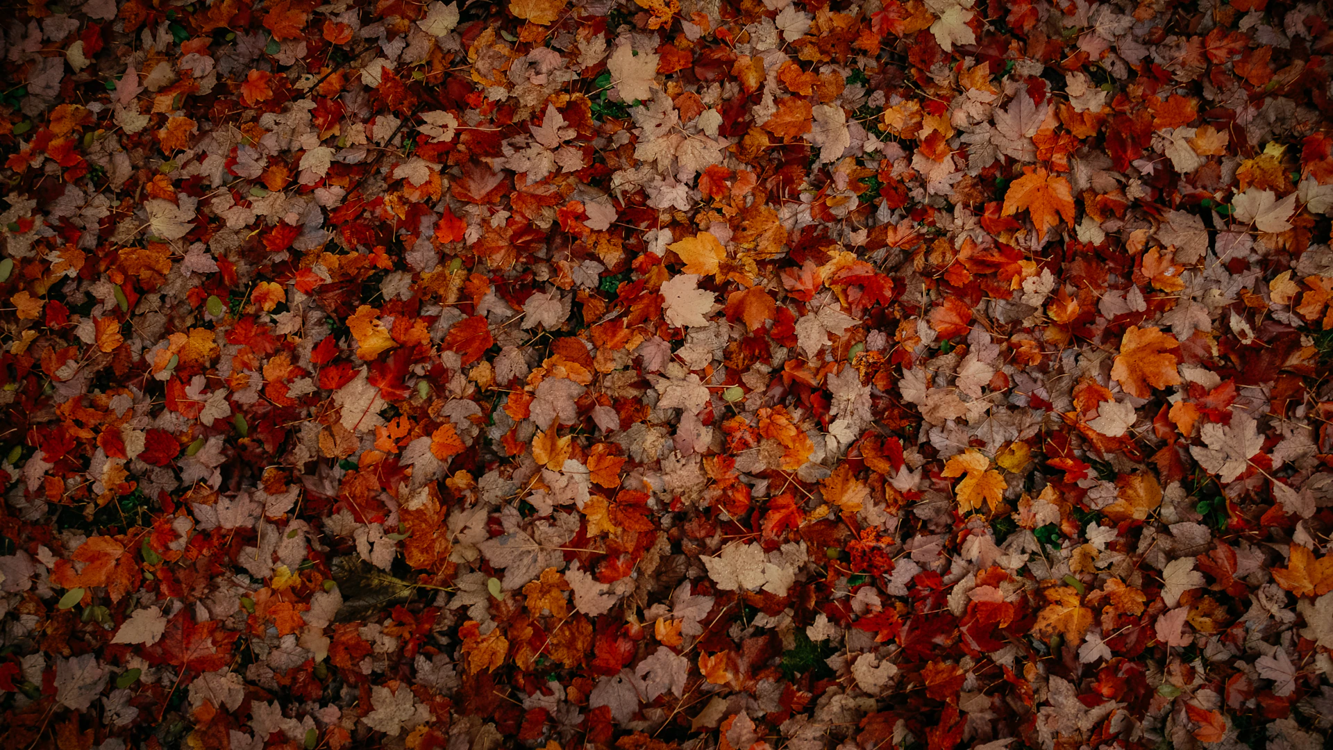 red yellow and brown leaves