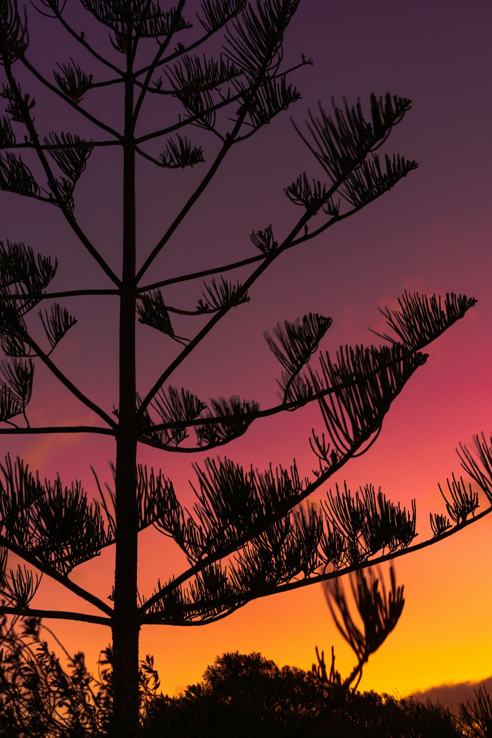 silhouette di alberi spogli durante il tramonto