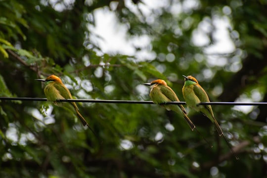 two birds perched on tree branch during daytime in Bangalore India