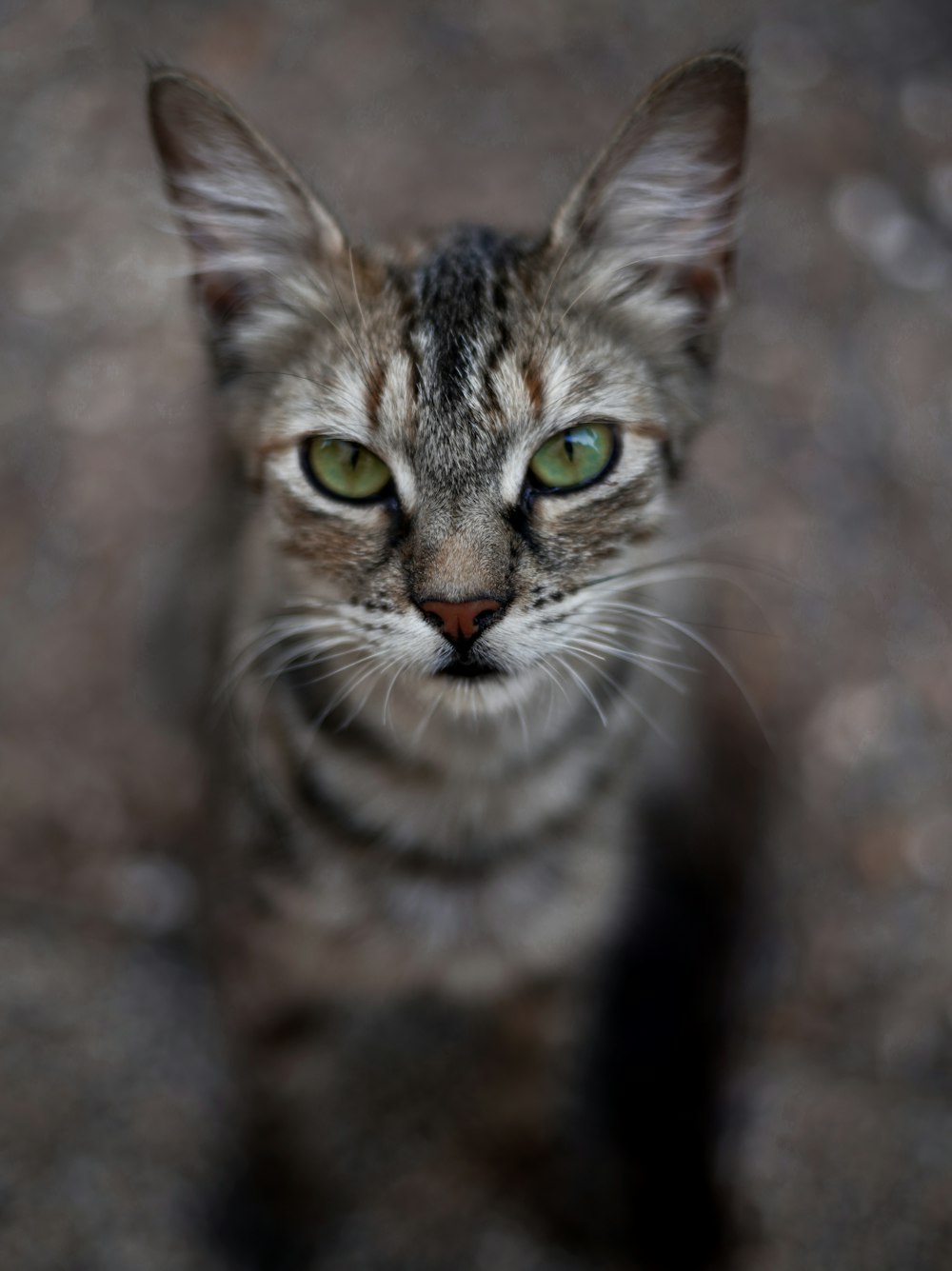 brown tabby cat in close up photography